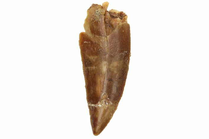 Serrated, Raptor Tooth - Real Dinosaur Tooth #230857